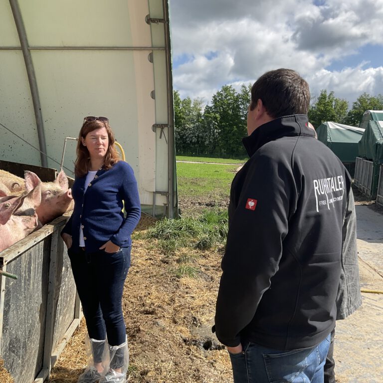 Schweinehaltung im Freiland in Wülfrath